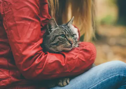 FeLV Positive Cat Life Expectancy?