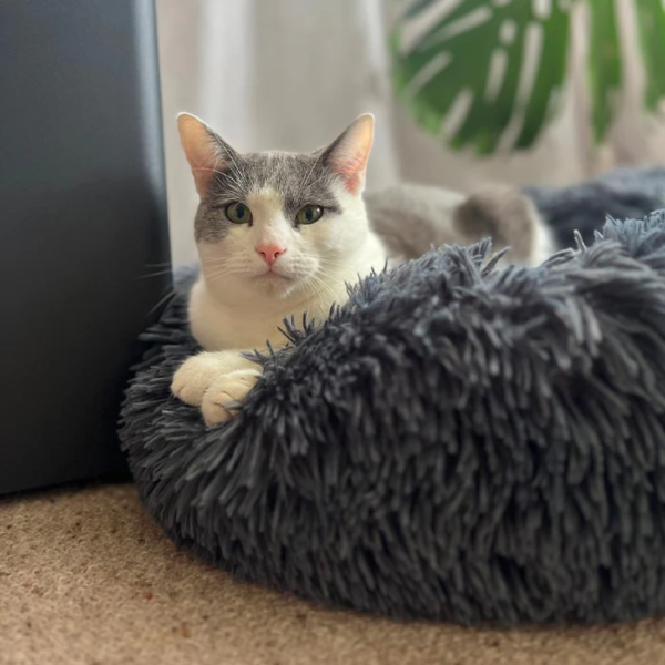 Best Orthopedic Cat Bed: Give Your Feline the Comfort They Deserve