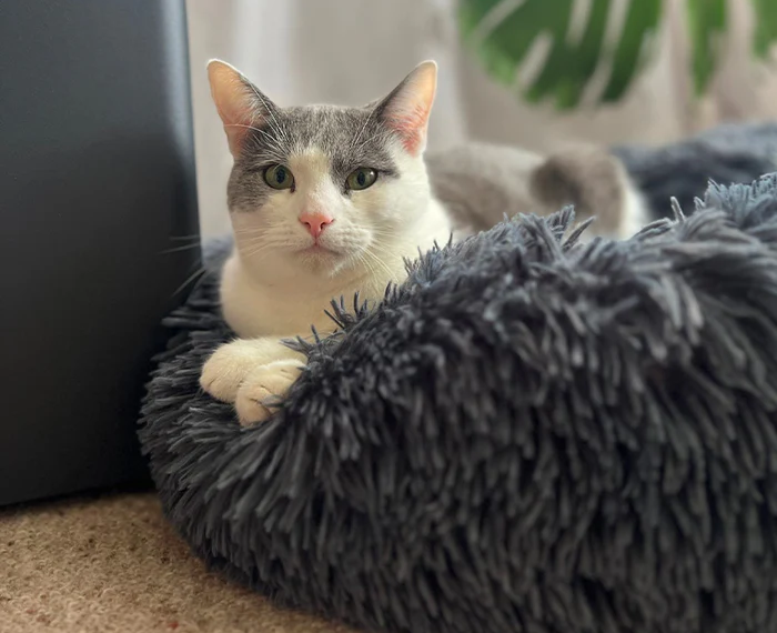 Best Orthopedic Cat Bed: Give Your Feline the Comfort They Deserve